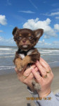 www.chihuahua-lovers.be